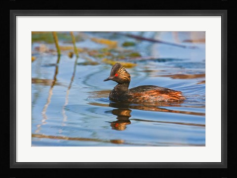 Framed British Columbia, Eared Grebe bird in marsh Print