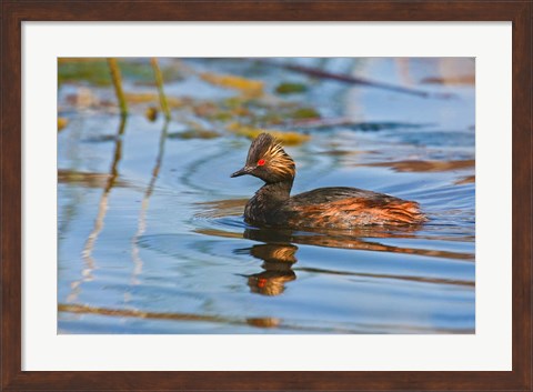 Framed British Columbia, Eared Grebe bird in marsh Print
