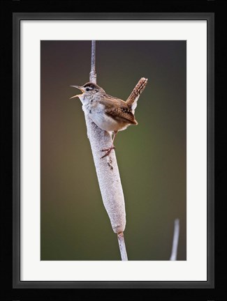 Framed British Columbia, Kamloops, Marsh Wren Print