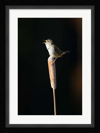 Framed British Columbia, Marsh Wren bird from a cattail Print