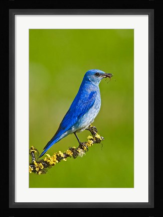 Framed British Columbia, Mountain Bluebird with caterpillars Print