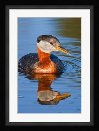 Framed British Columbia, Red-necked Grebe bird in lake Print