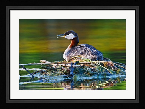 Framed British Columbia, Red-necked Grebe bird on nest Print
