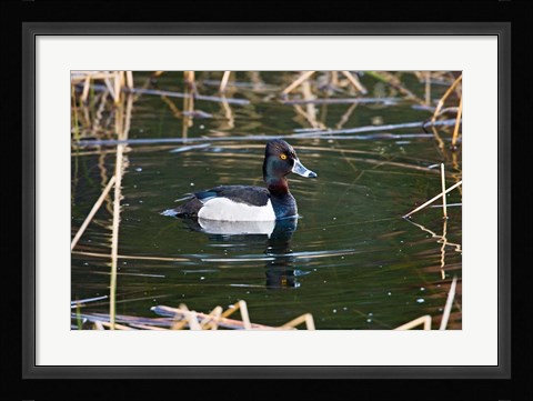 Framed British Columbia, Ring-necked Duck in marsh Print
