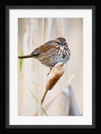 Framed British Columbia, Song Sparrow bird on cattail Print