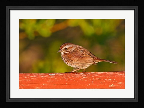 Framed British Columbia, Song Sparrow bird, bridge raining Print