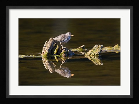 Framed British Columbia, Spotted Sandpiper, Deadwood Print