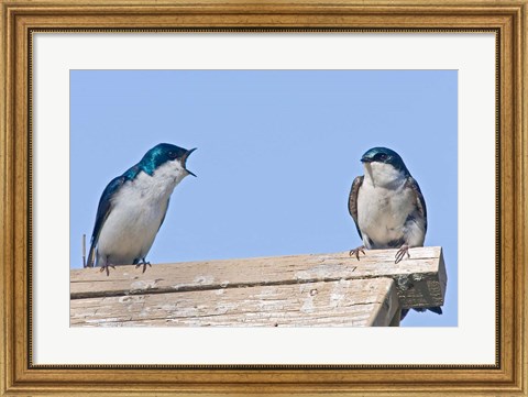 Framed British Columbia, Tree Swallows perched on bird house Print