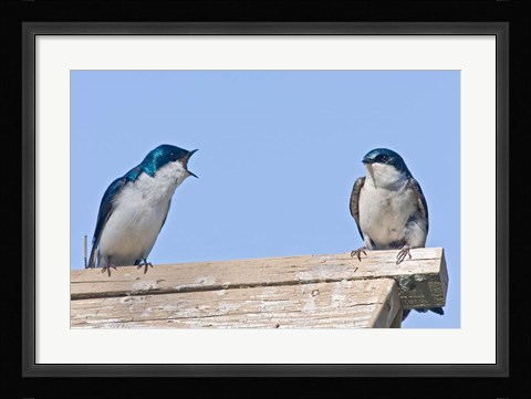 Framed British Columbia, Tree Swallows perched on bird house Print