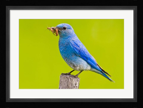Framed Mountain Bluebird with caterpillars near Kamloops, British Columbia, Canada Print