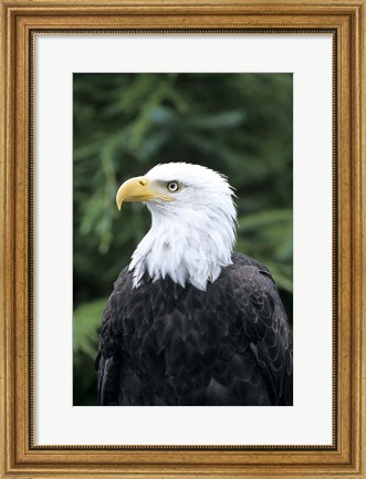 Framed Bald eagle, British Columbia, Canada Print