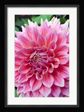 Framed Dahlia flower, Butchart Gardens, British Columbia Print