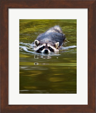 Framed Common Raccoon, Stanley Park, British Columbia Print