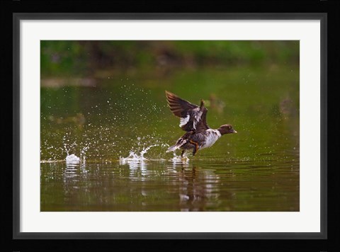 Framed British Columbia, Common Goldeneye bird Print