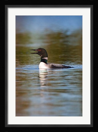 Framed British Columbia, Common Loon bird on lake Print