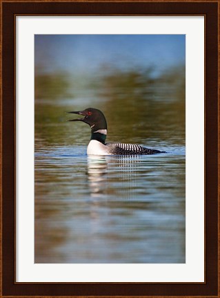 Framed British Columbia, Common Loon bird on lake Print