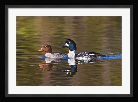Framed British Columbia, near Kamloops, Common Goldeneye ducks Print