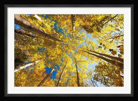 Framed Aspens on the Canon Brook Trail Print