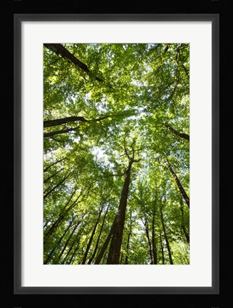 Framed Woods, Shenandoah National Park Print