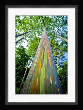 Framed Painted Eucalyptus Print