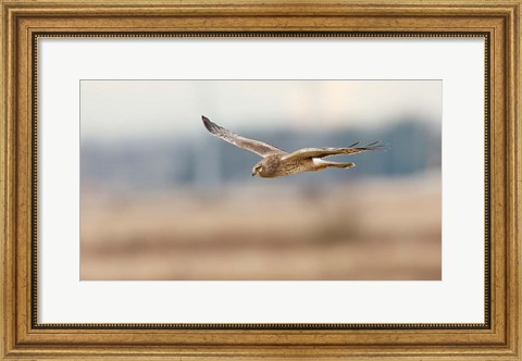 Framed British Columbia Boundary Bay, Northern Harrier bird Print