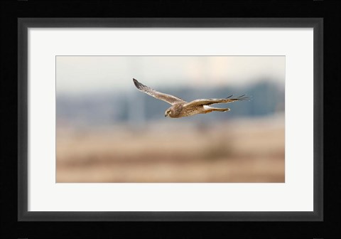 Framed British Columbia Boundary Bay, Northern Harrier bird Print