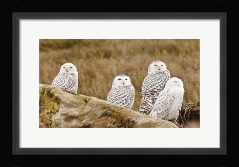 Framed Flock of Snowy Owl, Boundary Bay, British Columbia, Canada Print