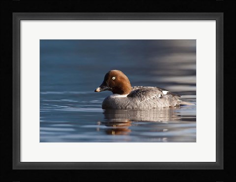 Framed Common Goldeneye Hen, Vancouver, British Columbia, Canada Print