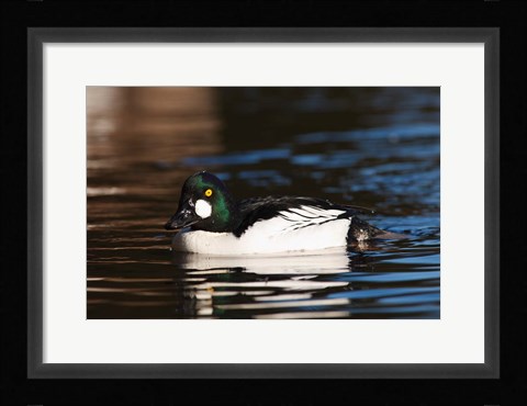 Framed British Columbia, Vancouver, Common Goldeneye duck Print