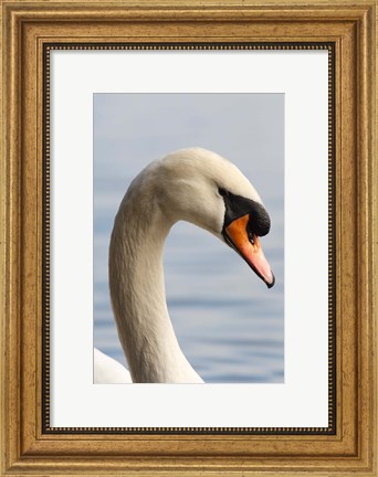 Framed British Columbia, Vancouver, Mute Swan bird Print