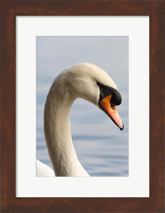 Framed British Columbia, Vancouver, Mute Swan bird Print