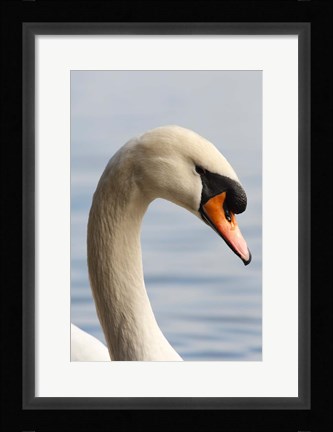 Framed British Columbia, Vancouver, Mute Swan bird Print