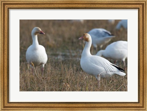 Framed British Columbia, Westham Island, Snow Goose bird Print