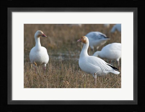 Framed British Columbia, Westham Island, Snow Goose bird Print