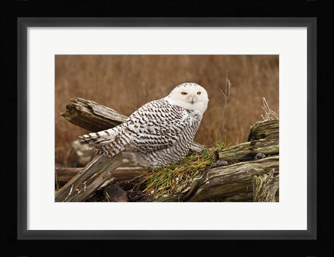 Framed Canada, British Columbia, Boundary Bay, Snowy Owl Print