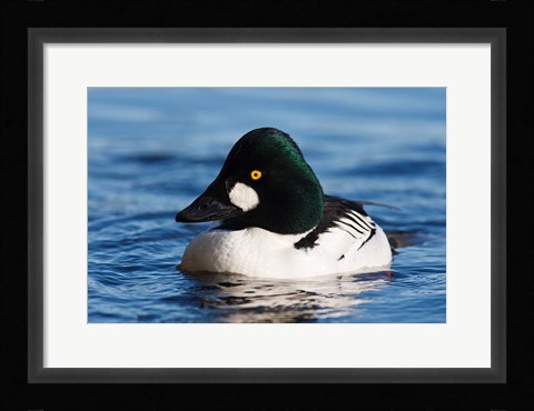 Framed Common Goldeneye Drake, Vancouver, British Columbia, Canada Print
