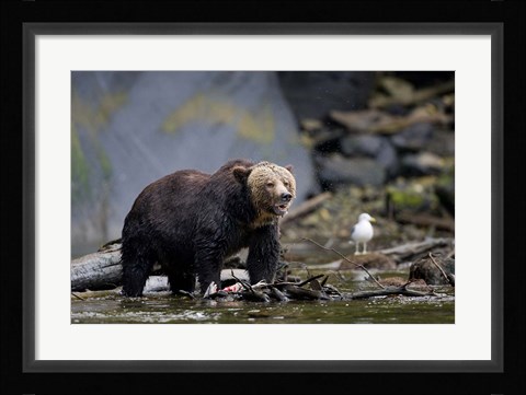 Framed Canada, British Columbia Grizzly bear eating salmon Print