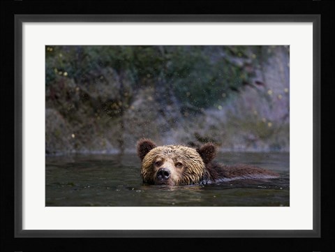 Framed Canada, British Columbia Grizzly bear swimming Print