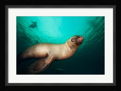 Framed British Columbia, Hornby Island, Steller's Sea Lions Print