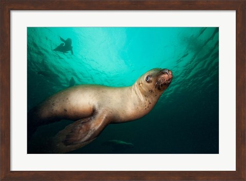 Framed British Columbia, Hornby Island, Steller&#39;s Sea Lions Print