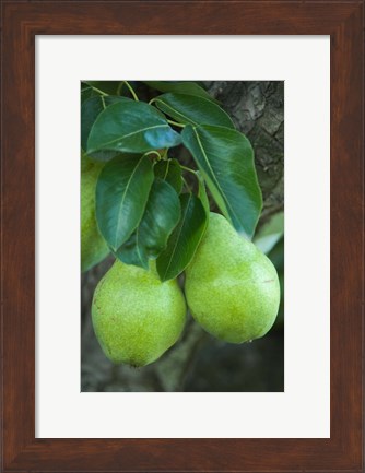 Framed Bartlett Pear, Okanagan Valley, British Columbia, Canada, Na Print