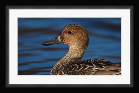 Framed Northern Pintail Hen, George C Reifel Migratory Bird Sanctuary, Westham Island, British Columbia, Canada Print