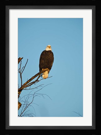Framed Bald Eagle, Vancouver, British Columbia, Canada Print