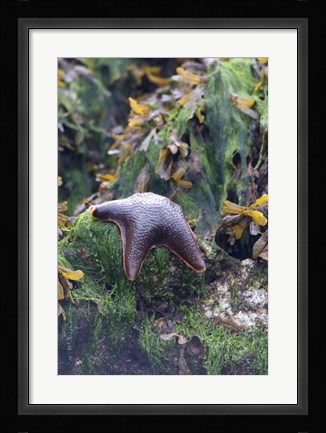 Framed Bat Star, Pacific Rim NP Preserve, British Columbia Print