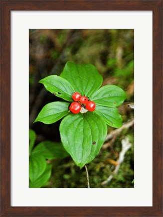 Framed Temperate Rainforest Berries, Bramham, British Columbia Print