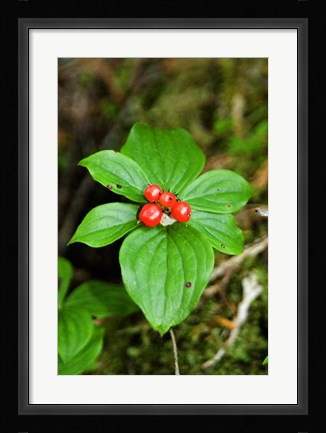 Framed Temperate Rainforest Berries, Bramham, British Columbia Print