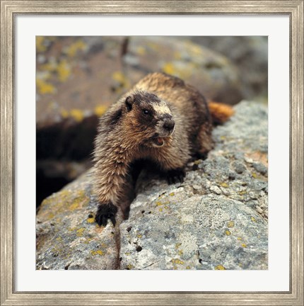 Framed British Columbia, Yoho NP, Hoary marmot Print