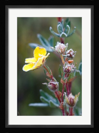 Framed Ice crystals on flowers, Jasper National Park, Canada Print