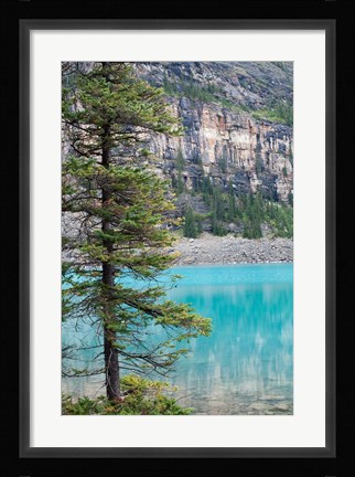 Framed Pine tree, Moraine Lake, Banff National Park, Canada Print