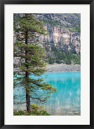 Framed Pine tree, Moraine Lake, Banff National Park, Canada Print